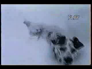 Dog Playing in Snow